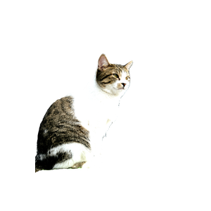 A Brown And White Cat Sitting On A Green Post Outside, Looking Into The Distance. 13409 - Cat PNG image with transparent background